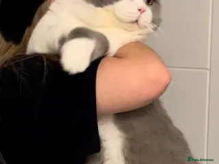 British Shorthair cats British short hair Boy 🐻 - Advert 2