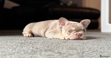 French Bulldog dogs - Advert 6