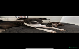 Mixed Breed dogs for sale: Remi  - Image 2