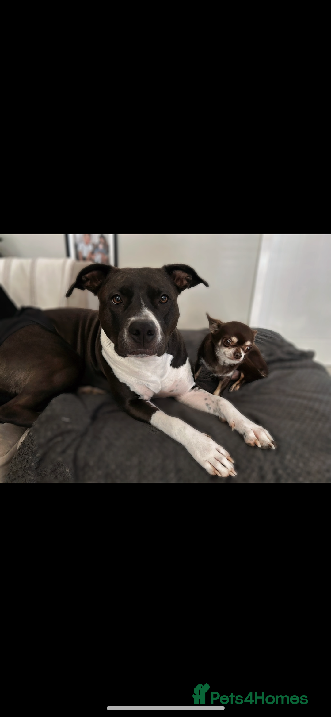 Mixed Breed dogs for sale: Remi  - Image 2