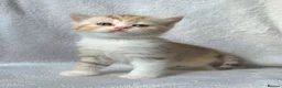 British Shorthair cats for sale: Very unusual British shorthair - Advert 20