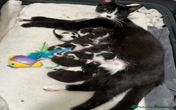 Domestic Shorthair cats for sale: Two cute kittens - Image 6