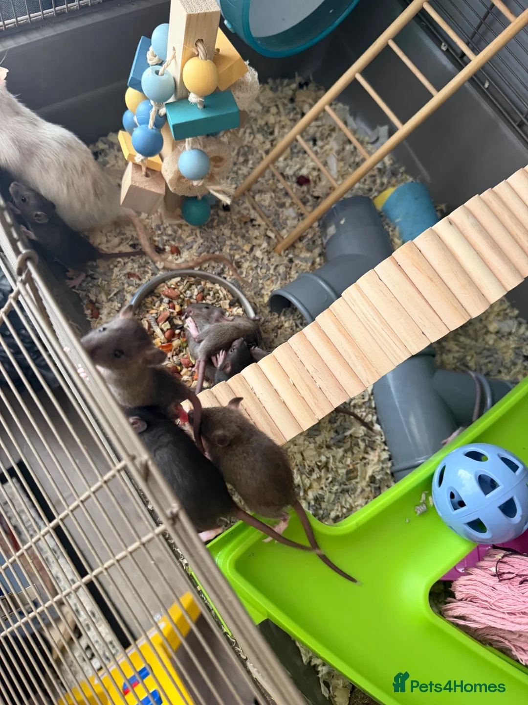 Rat rodents for sale: Baby rats  - Advert 7