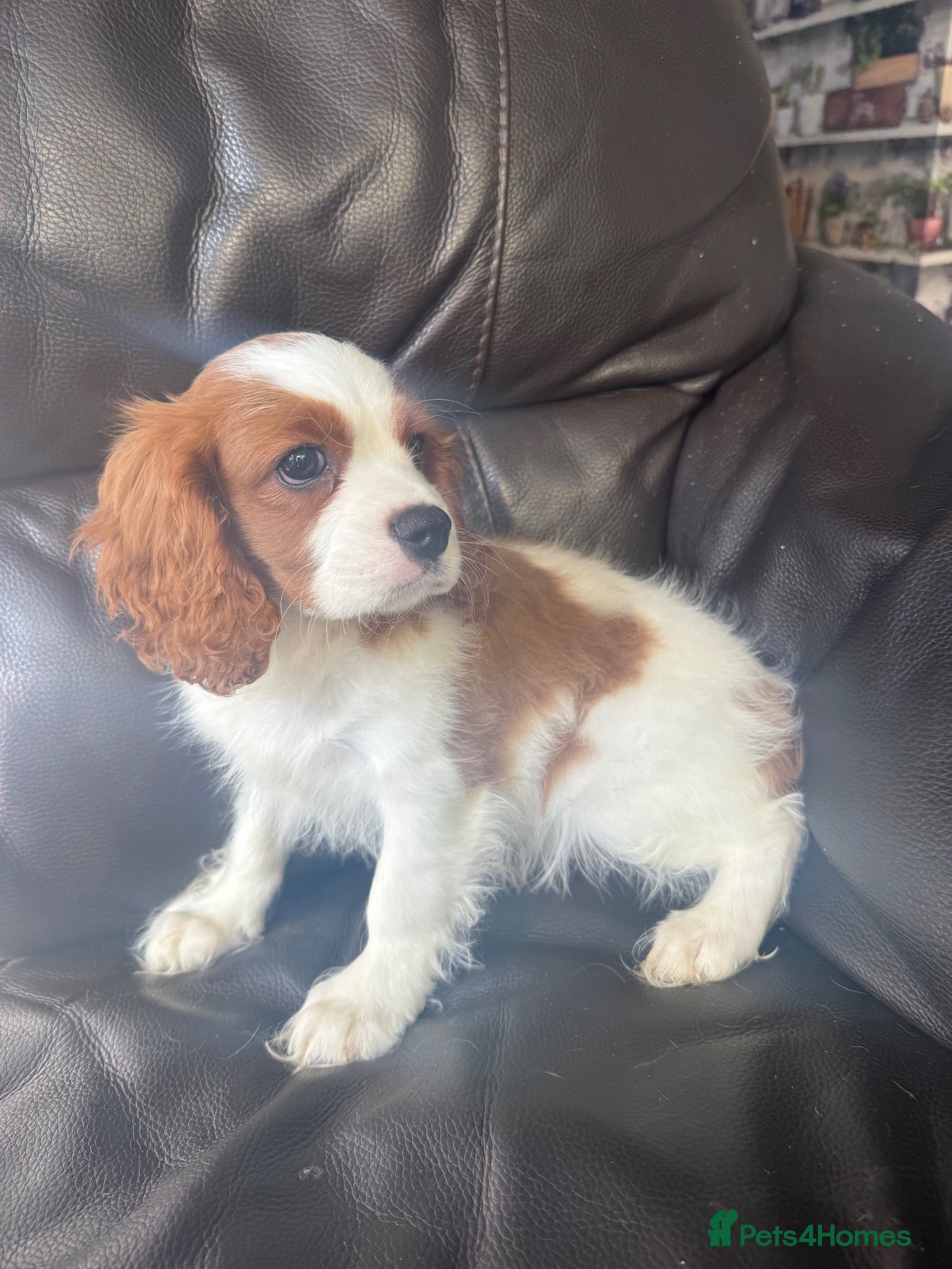 Cavalier King Charles Spaniel dogs Very active and super sweet boy is ready to go - Advert 1