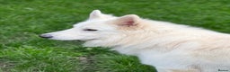 White Swiss Shepherd dogs for stud: White Swiss Shepherd Dog at Stud (Long Coat) in Nelson - Advert 11