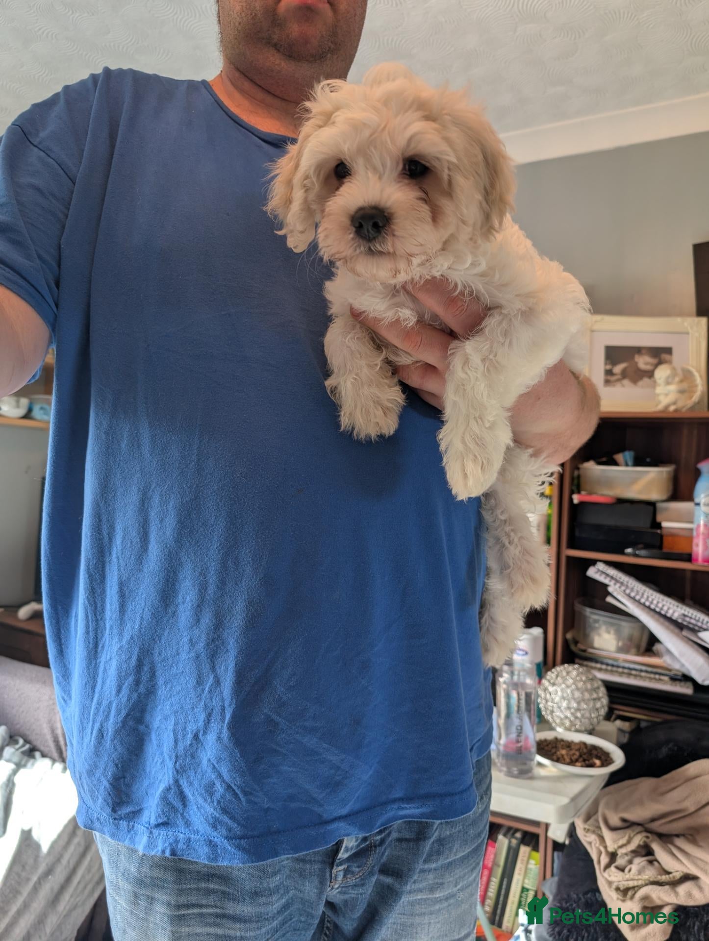 Cavachon dogs Cavachon 1 girl left - Advert 1