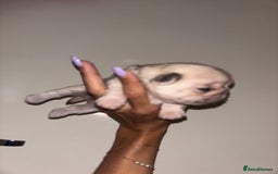Pug dogs for sale: Beautiful kc registered Pug puppies - Image 31