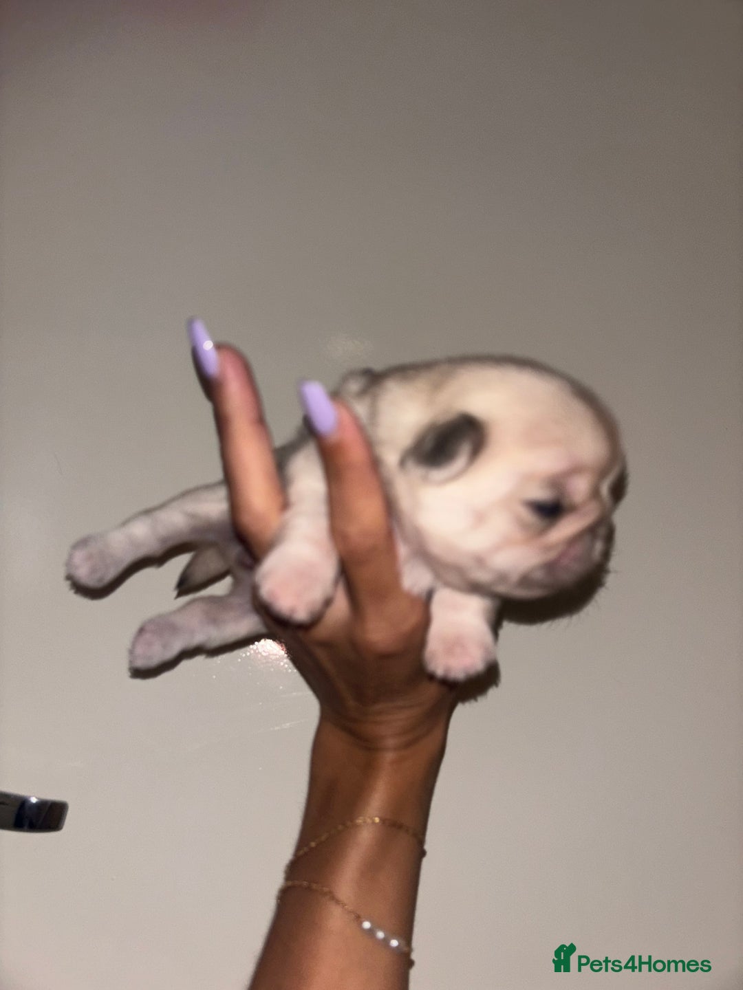 Pug dogs for sale: Beautiful kc registered Pug puppies - Image 31