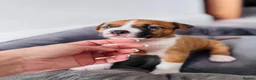 Staffordshire Bull Terrier dogs for sale: Staffordshire bull terrier puppies in Worksop - Advert 12