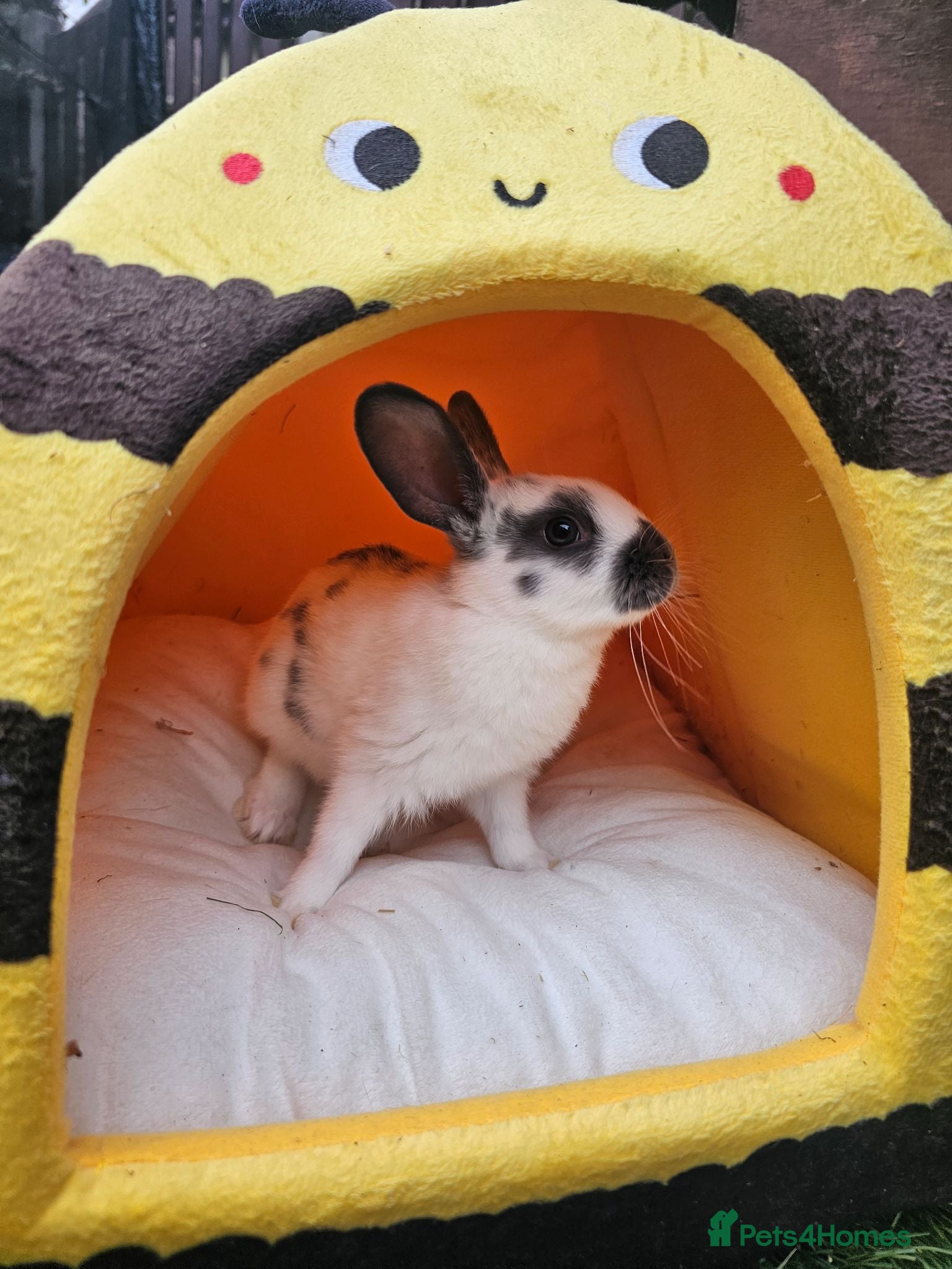 Netherland Dwarf rabbits Baby bunny - Advert 1