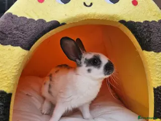 Netherland Dwarf rabbits Baby bunny - Advert 1