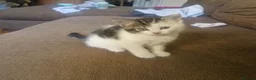Mixed Breed cats for sale: Special little girly  - Advert 6