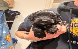 Cockapoo dogs for sale: Miniature Cockapoos  - Image 4