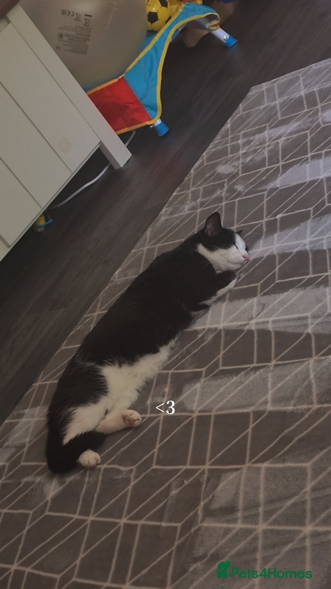 Mixed Breed cats for sale: 2 cats for rehome - Advert 9