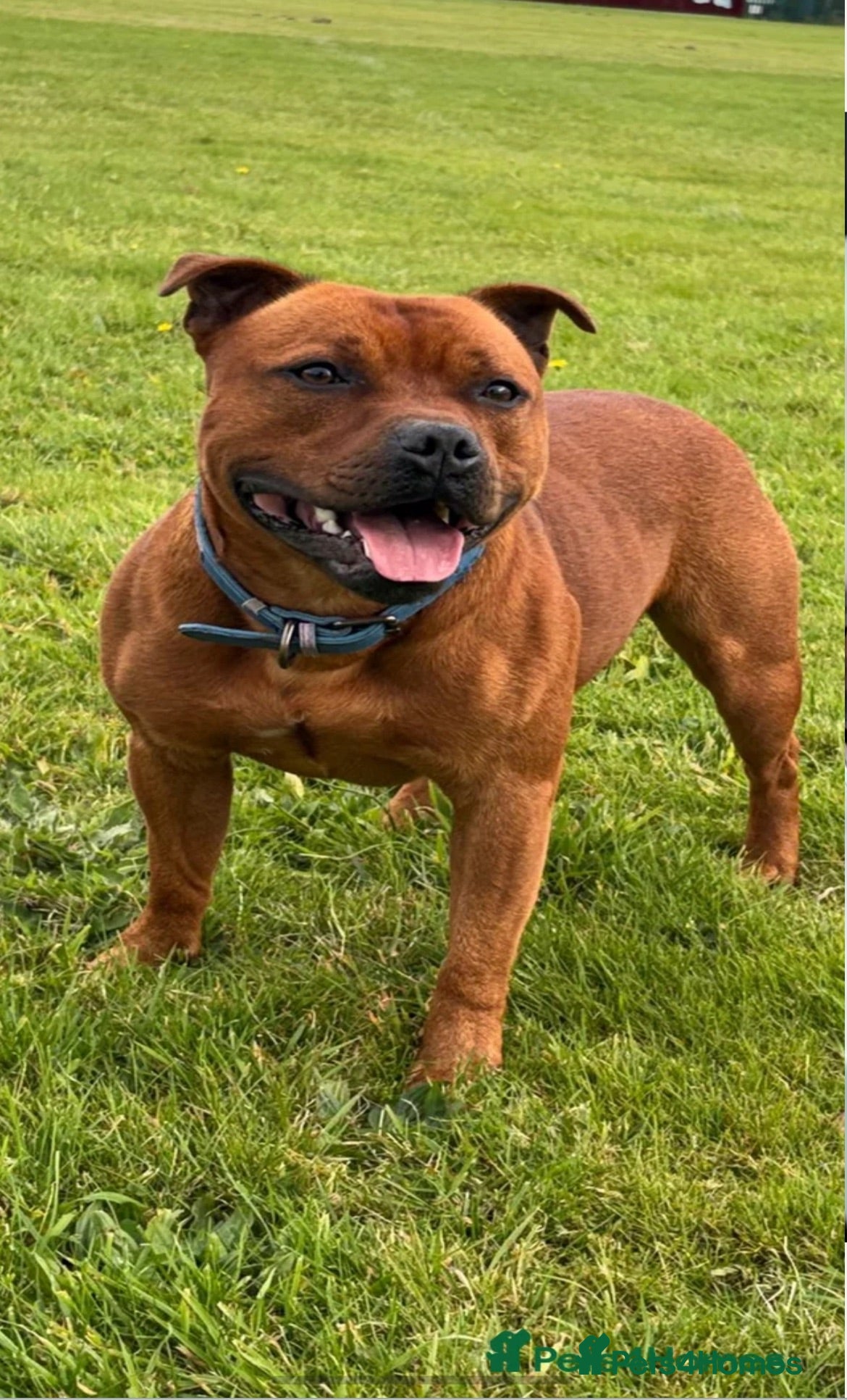 Staffordshire Bull Terrier dogs Midlandreds Firestorm, Champion Sired Stud  - Advert 1