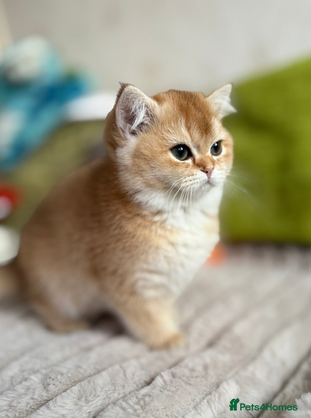 British Shorthair cats for sale: 🌟 Last two beautiful  Golden BSH girls 🌟 - Advert 35