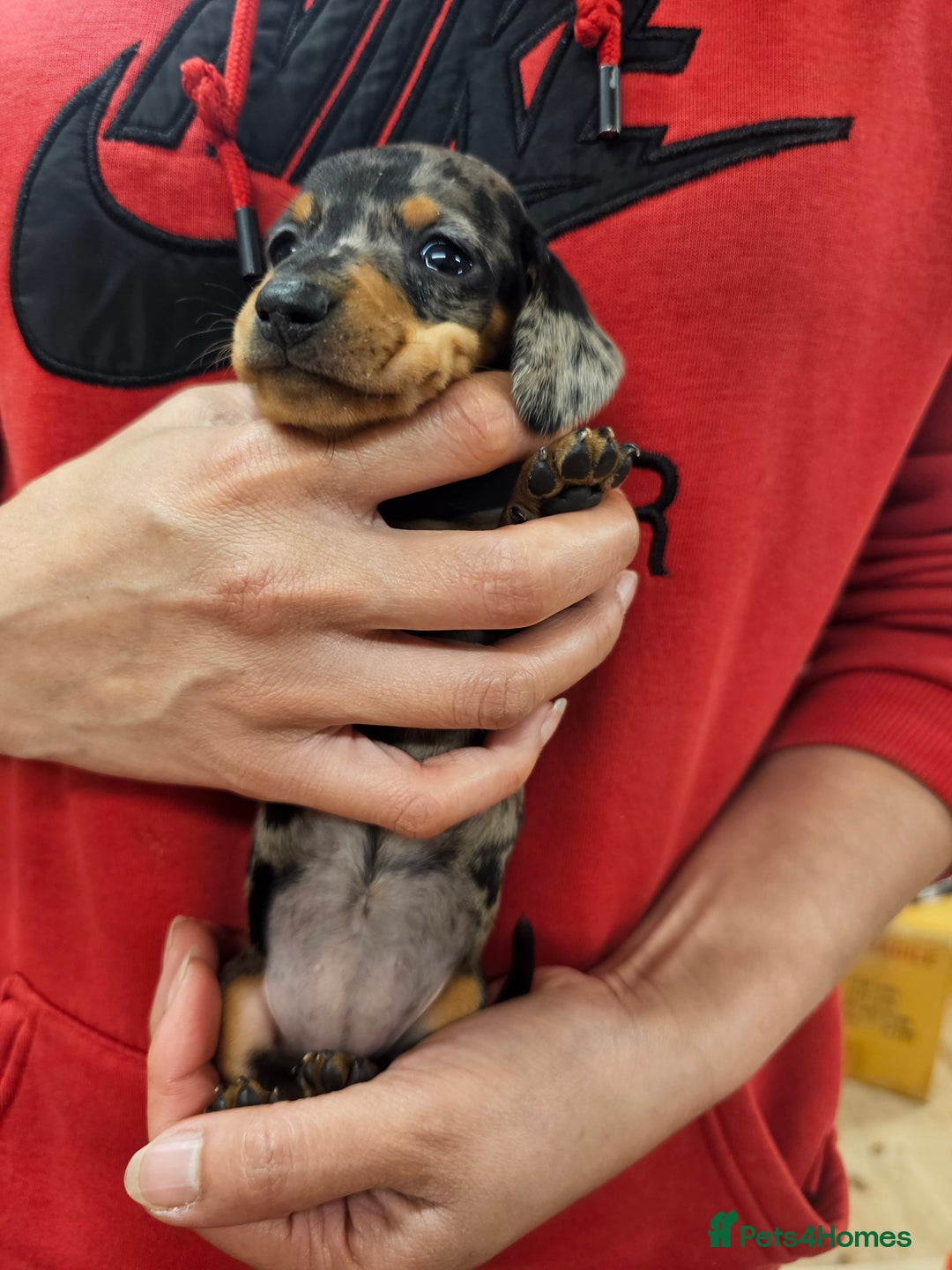 Miniature Dachshund dogs for sale: KC Registered Miniature Dachshund Puppies - Image 40