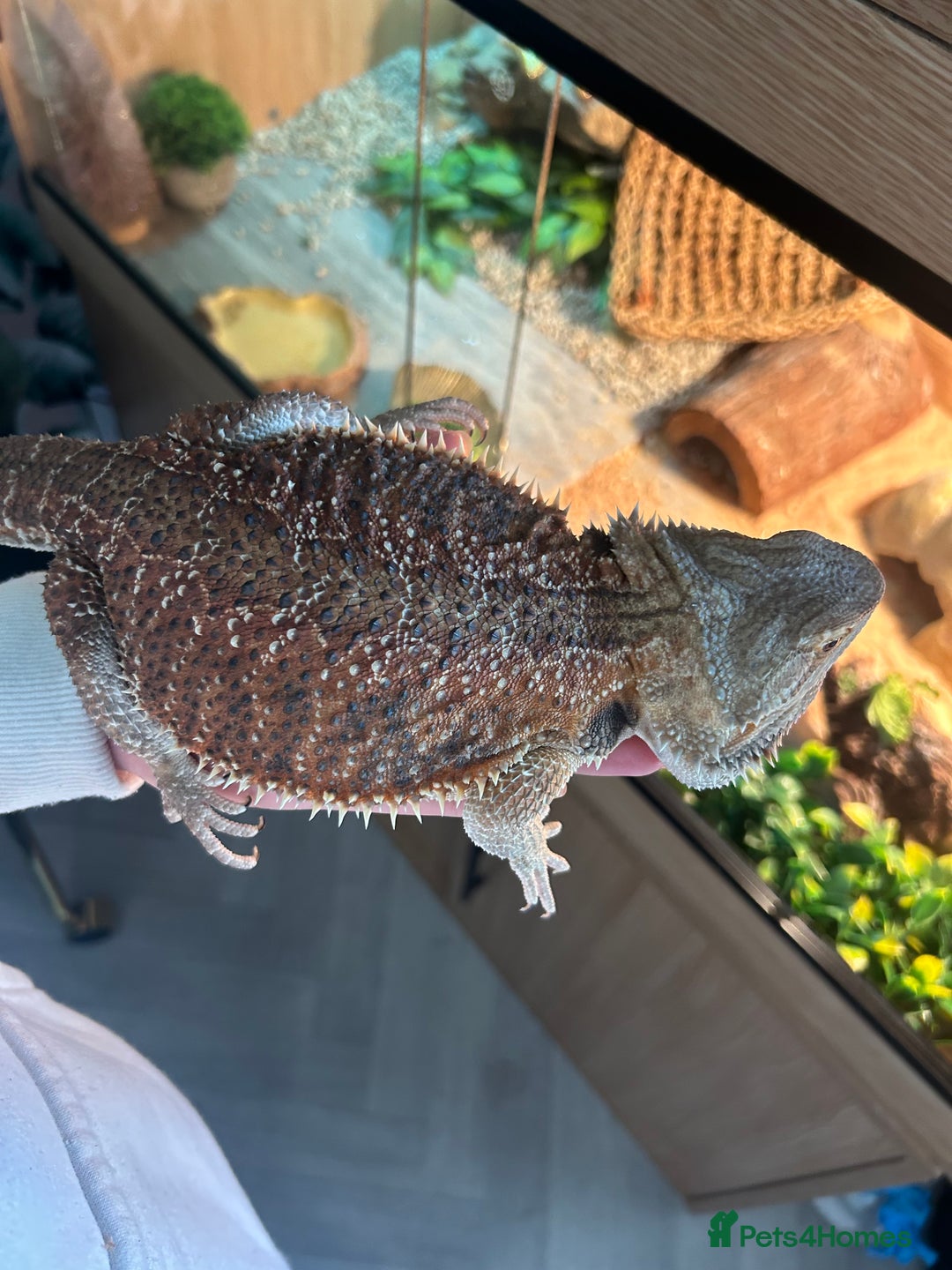 Bearded Dragon reptiles for sale: Rex (bearded dragon)  - Advert 3