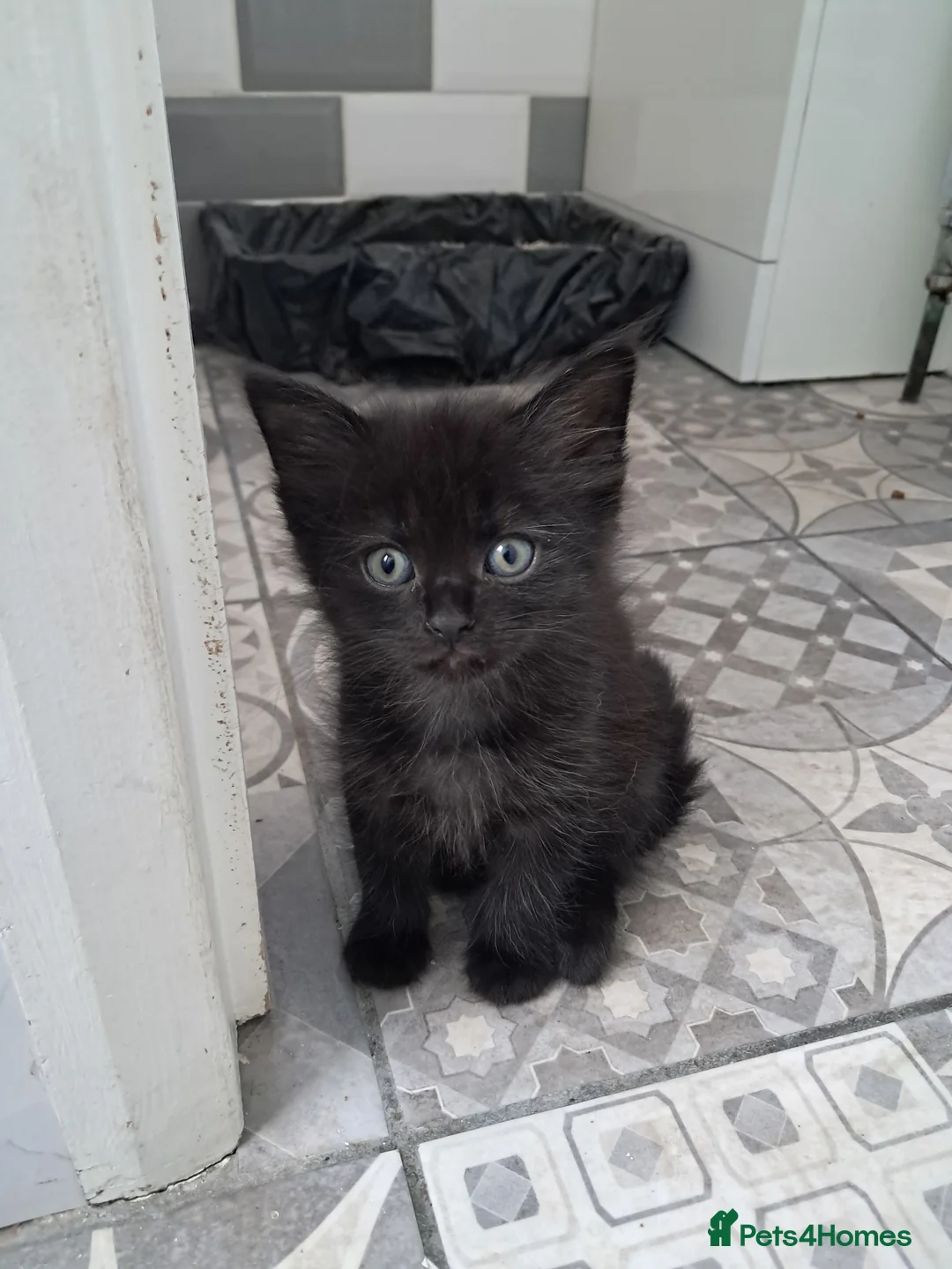 Mixed Breed cats for sale: 3 gorgeous boy kittens for sale  - Advert 2