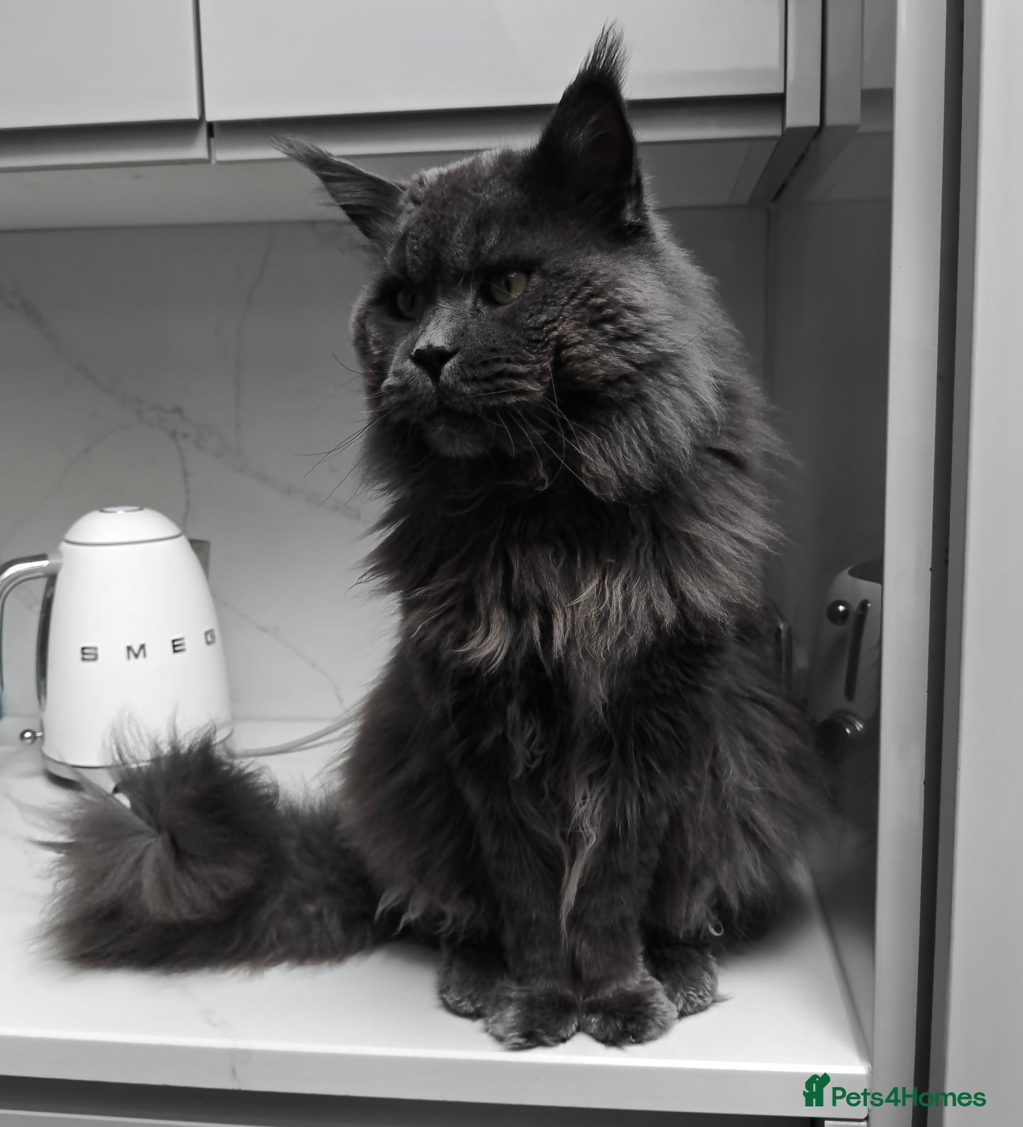 Maine Coon cats Maine Coon STUD Service Only - Not For Sale   - Advert 17