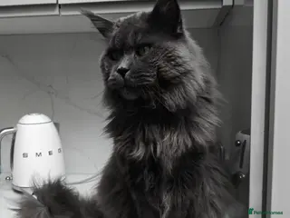 Maine Coon cats Maine Coon STUD Service Only - Not For Sale - Advert 17