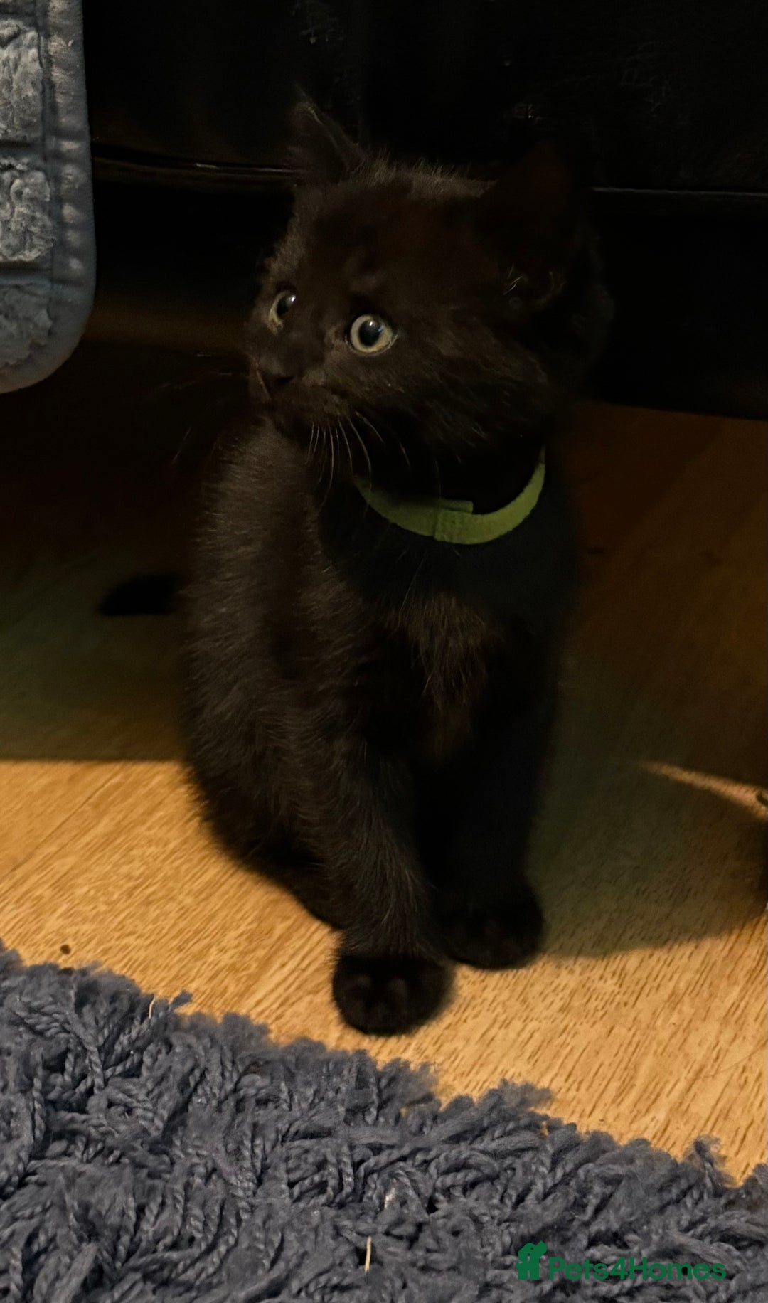 Bengal cats for sale: 3 female Bengal cross kittens  - Image 12