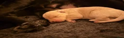 Cockerdor dogs for sale: Cockador Puppies 🐾 - Advert 15