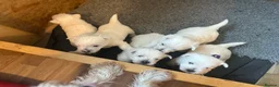 West Highland Terrier dogs for sale: Beautiful Westie boys for sale - Advert 6