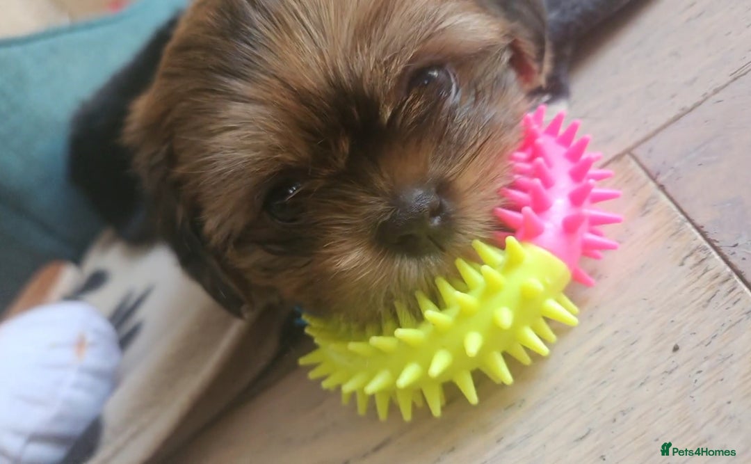 Shih Tzu dogs for sale: Imperial Shih tzu Pupps💙 Ready to leave!  - Image 19