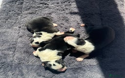 Australian Shepherd dogs for sale: KC registered Australian Shepard puppies - Image 11