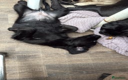 Cockapoo dogs for sale: Cockerpoo puppies LAST 1 (3) girls and (3) boys - Advert 9