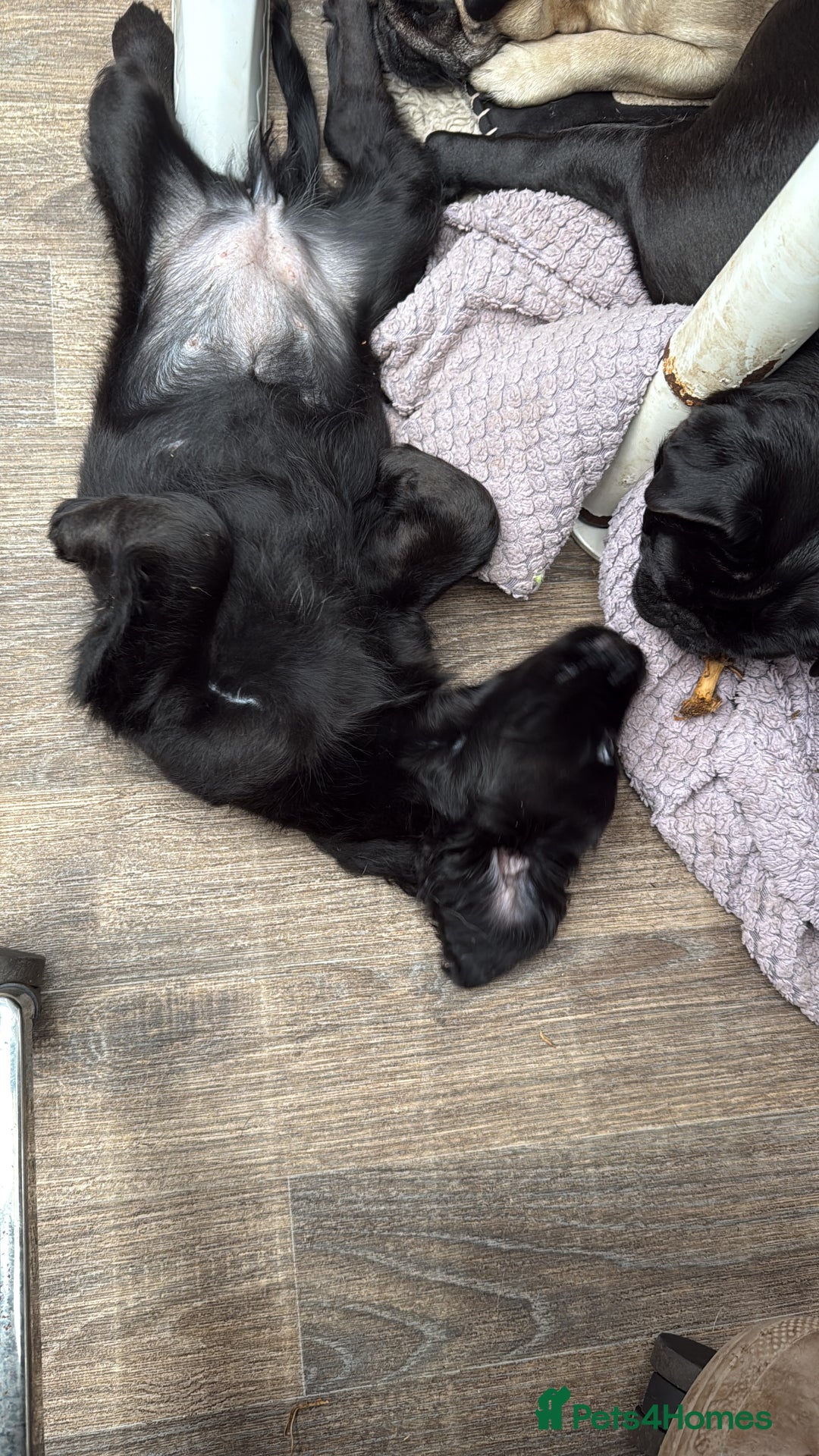 Cockapoo dogs for sale: Cockerpoo puppies LAST 1 (3) girls and (3) boys - Advert 9