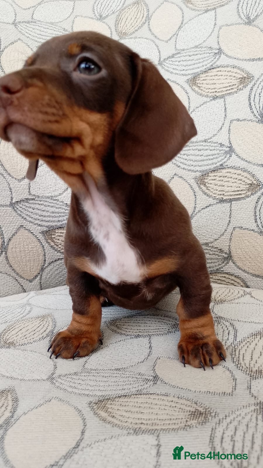 Miniature Dachshund dogs Lovely litter of miniature dachshund pups - Advert 2