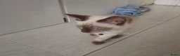 Ragdoll cats for sale: 3 Cute Ragdoll kittens - Advert 30