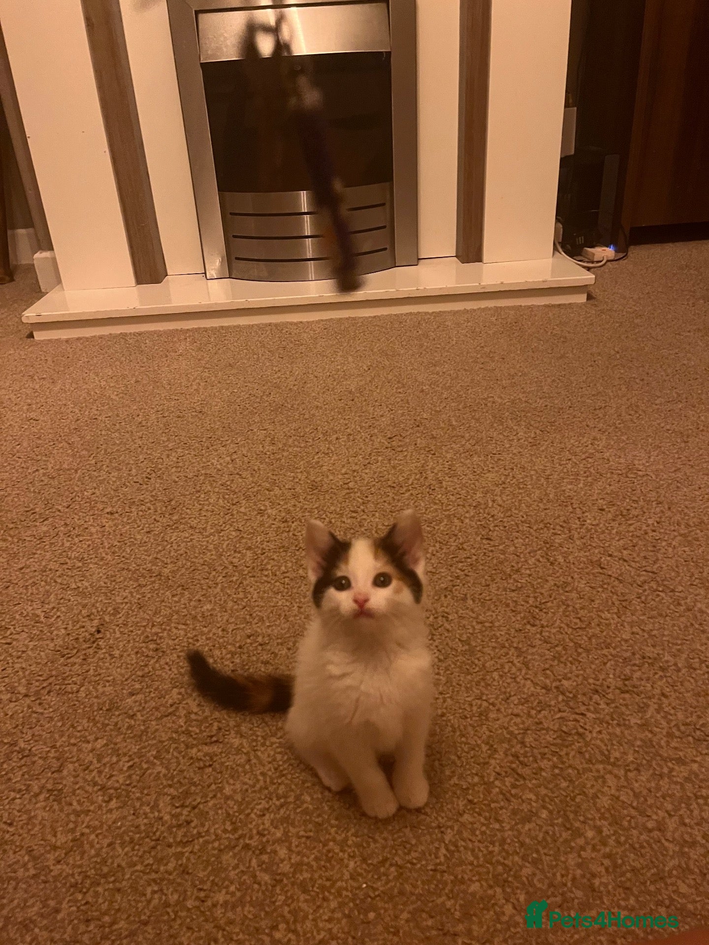 Mixed Breed cats 2 left. Ginger, tuxedo and calico kittens - Advert 2