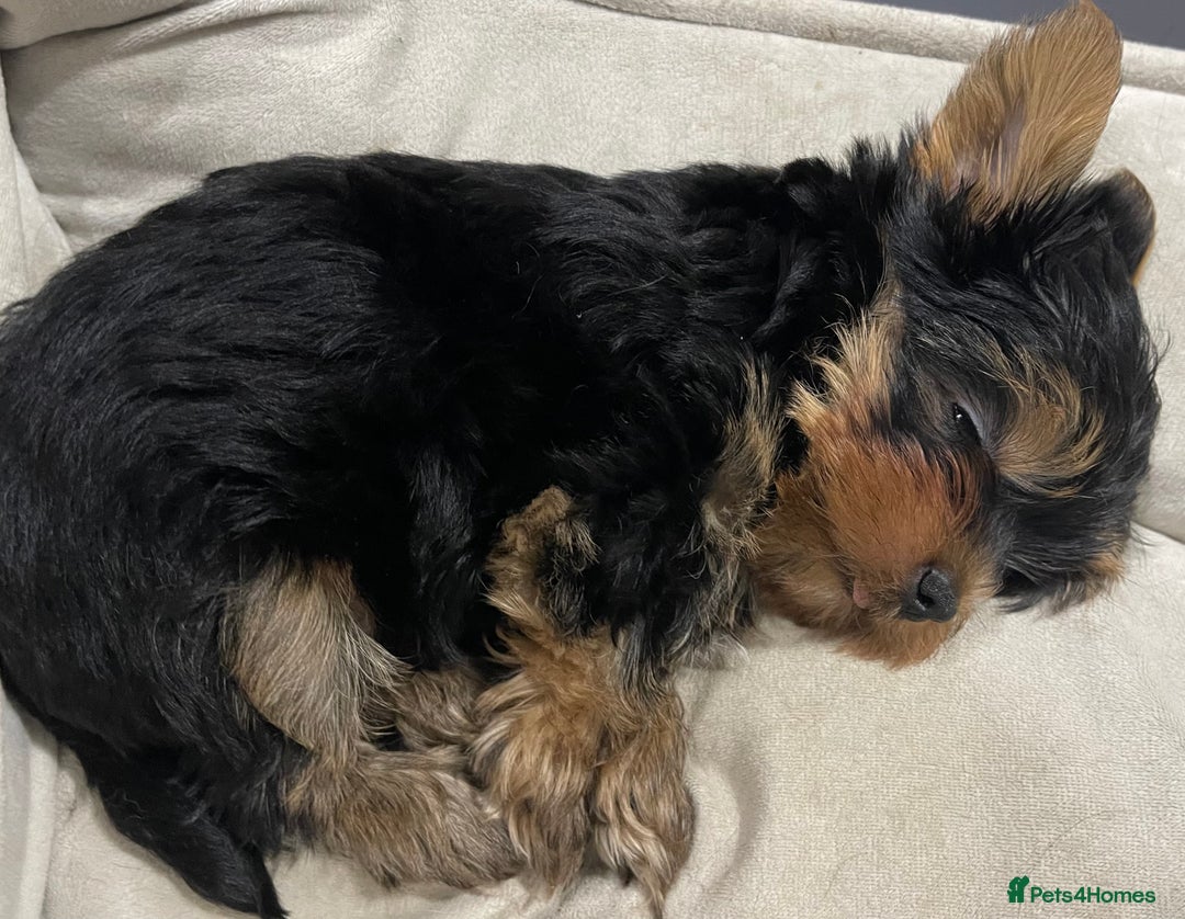 Yorkshire Terrier dogs for sale: Adorable Mini Yorkshire Terrier puppies - Advert 25