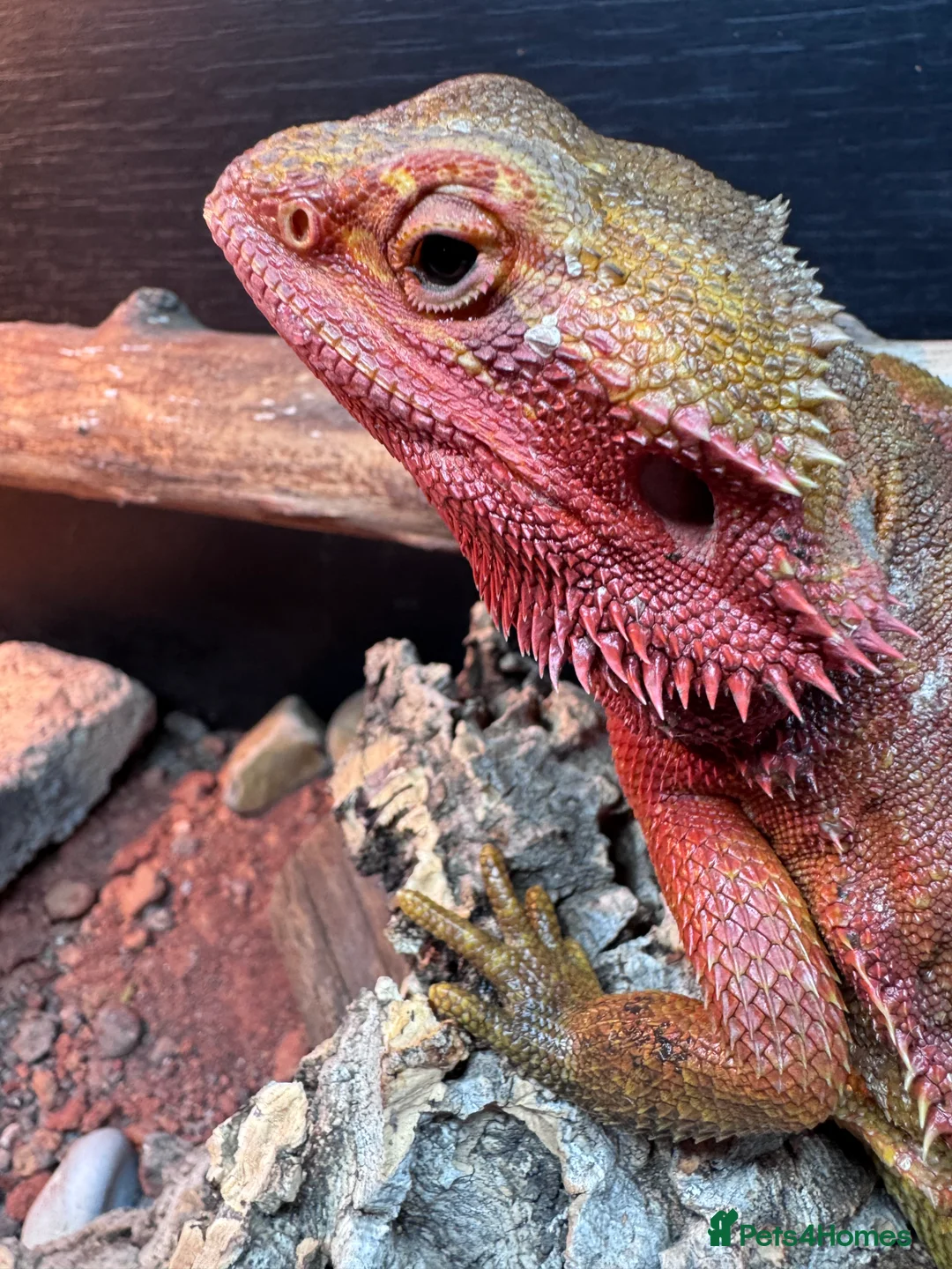 Bearded Dragon reptiles for sale: Bearded dragons for sale - Advert 2