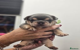 French Bulldog dogs for sale: 6 French Bulldog puppies (3 girls, 3 boys) - Image 15