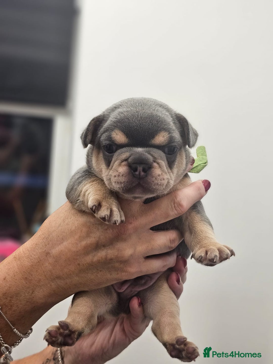 French Bulldog dogs for sale: 6 French Bulldog puppies (3 girls, 3 boys) - Image 15