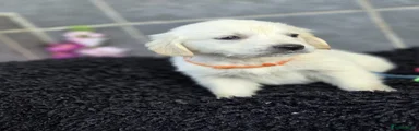Orange collar