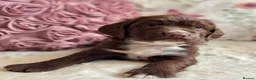 Sprocker dogs for sale: Sprocker Spaniel pups  in Stranraer - Advert 17