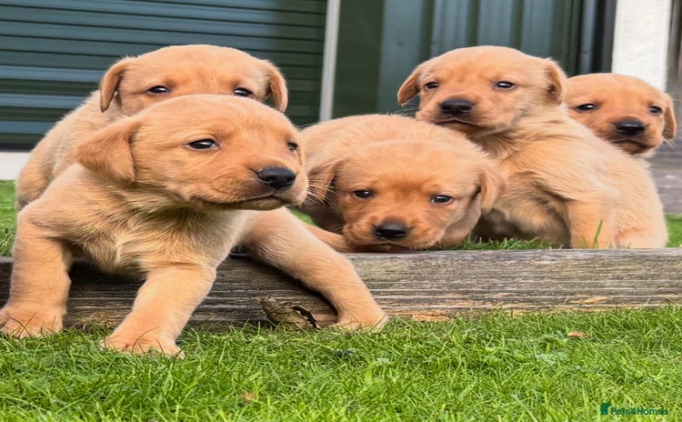 Labrador Retriever dogs - Advert 1