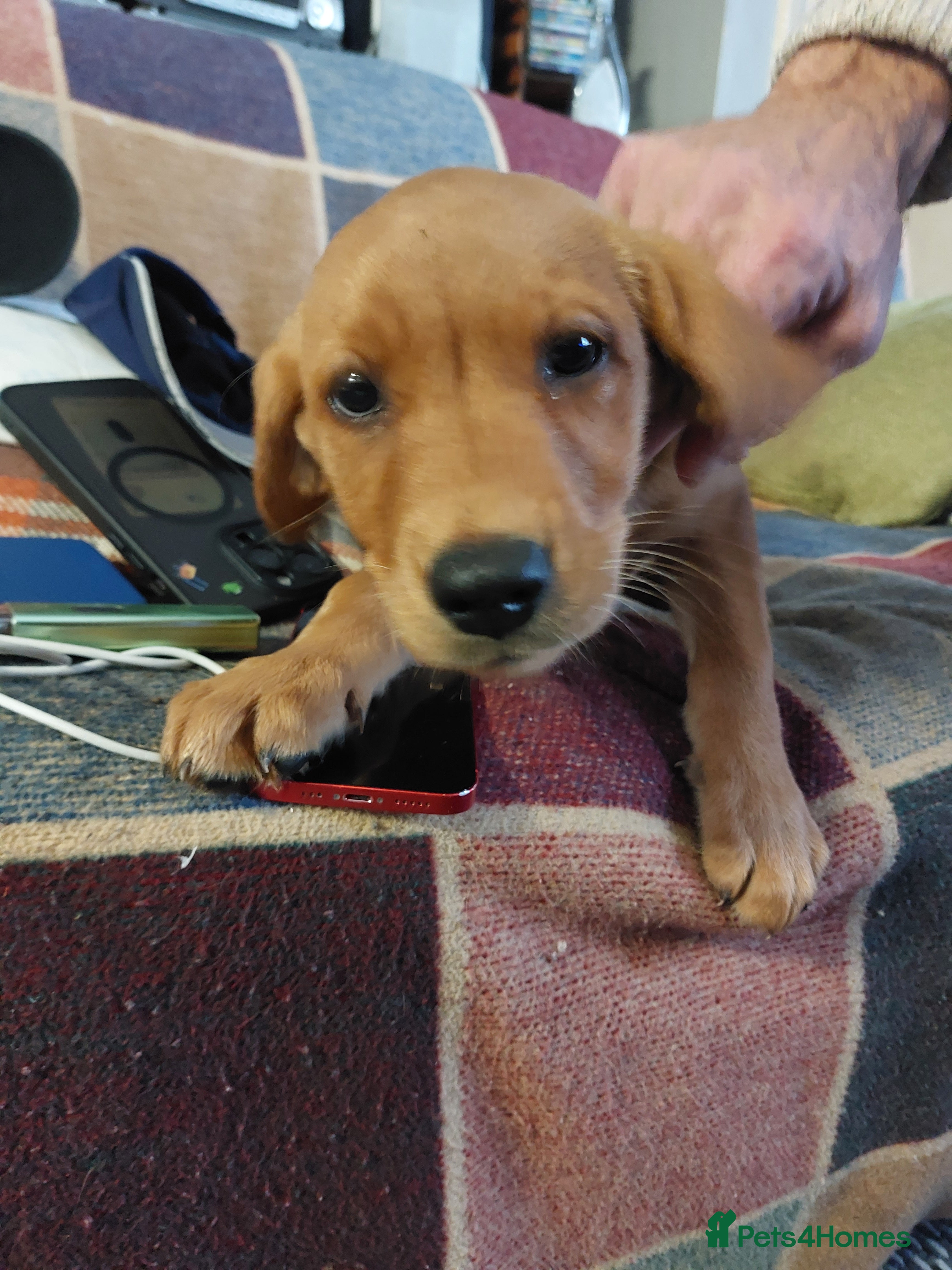 Labrador Retriever dogs for sale: Fox red labrador puppy's  - Advert 16
