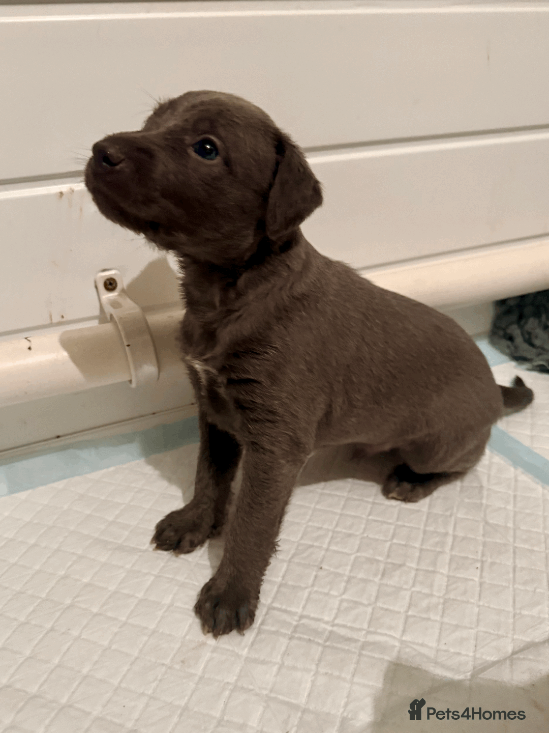 Mixed Breed dogs for sale: 5 stunning Whippet Bedlington pups available.  - Advert 10