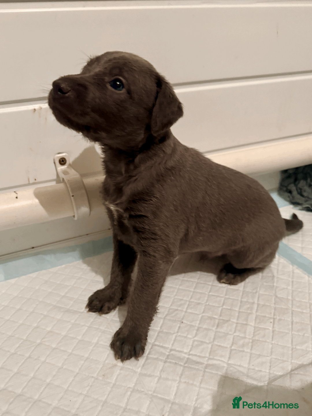 Mixed Breed dogs for sale: 5 stunning Whippet Bedlington pups.  - Advert 10