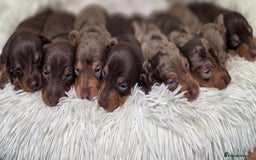 Miniature Dachshund dogs for sale: Truly Purebred Miniature Dachshunds puppies - Image 1