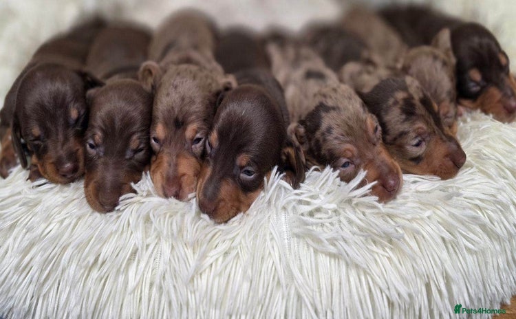 Miniature Dachshund dogs - Advert 1