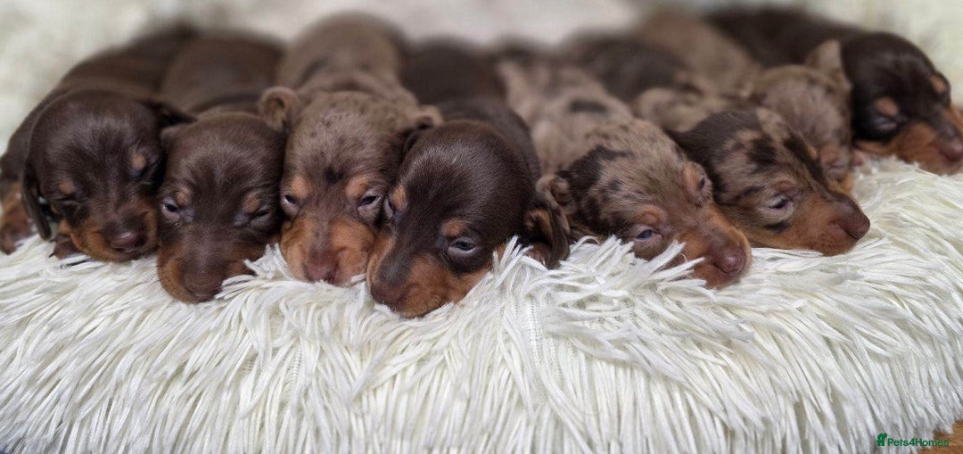 Miniature Dachshund dogs for sale: Truly Purebred Miniature Dachshunds puppies - Image 1