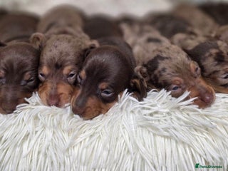 Miniature Dachshund dogs for sale - Advert 1