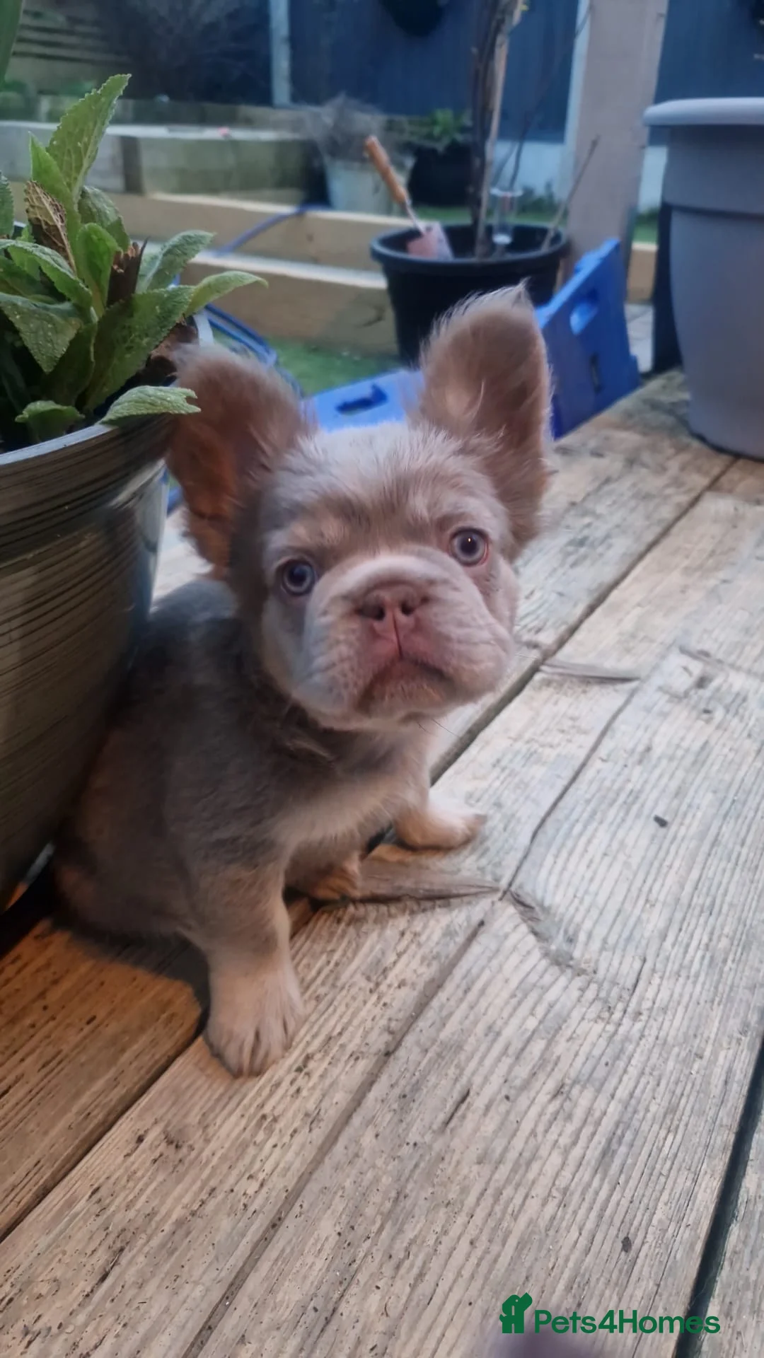 French Bulldog dogs for sale: Fluffy French Bulldogs  - Advert 1